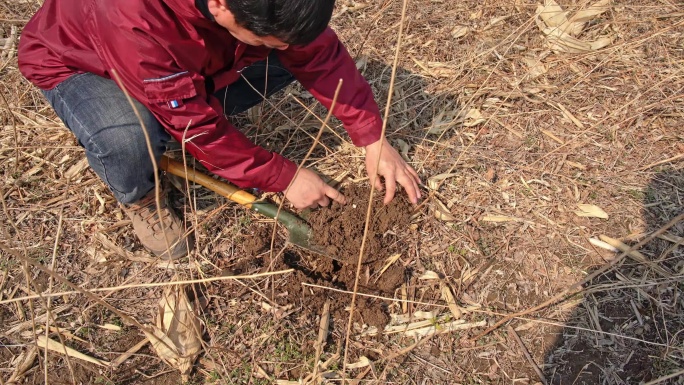 清明春季踏青挖山野菜大头蒜 婆婆丁