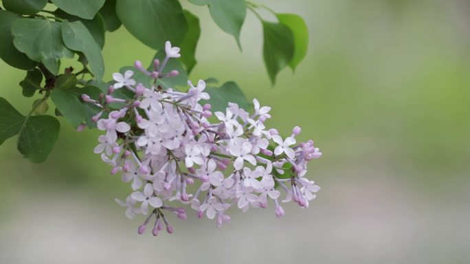 丁香花紫丁香白丁香