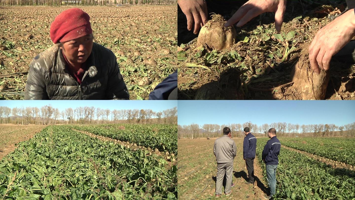 农业专家和农民在甜菜地里商讨研究庄稼长势