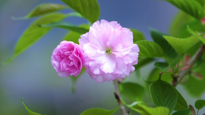 樱花  春天 花绽放 花朵 花朵特写