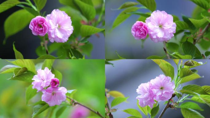 樱花  春天 花绽放 花朵 花朵特写