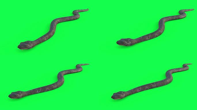 蛇爬行在绿色屏幕动画