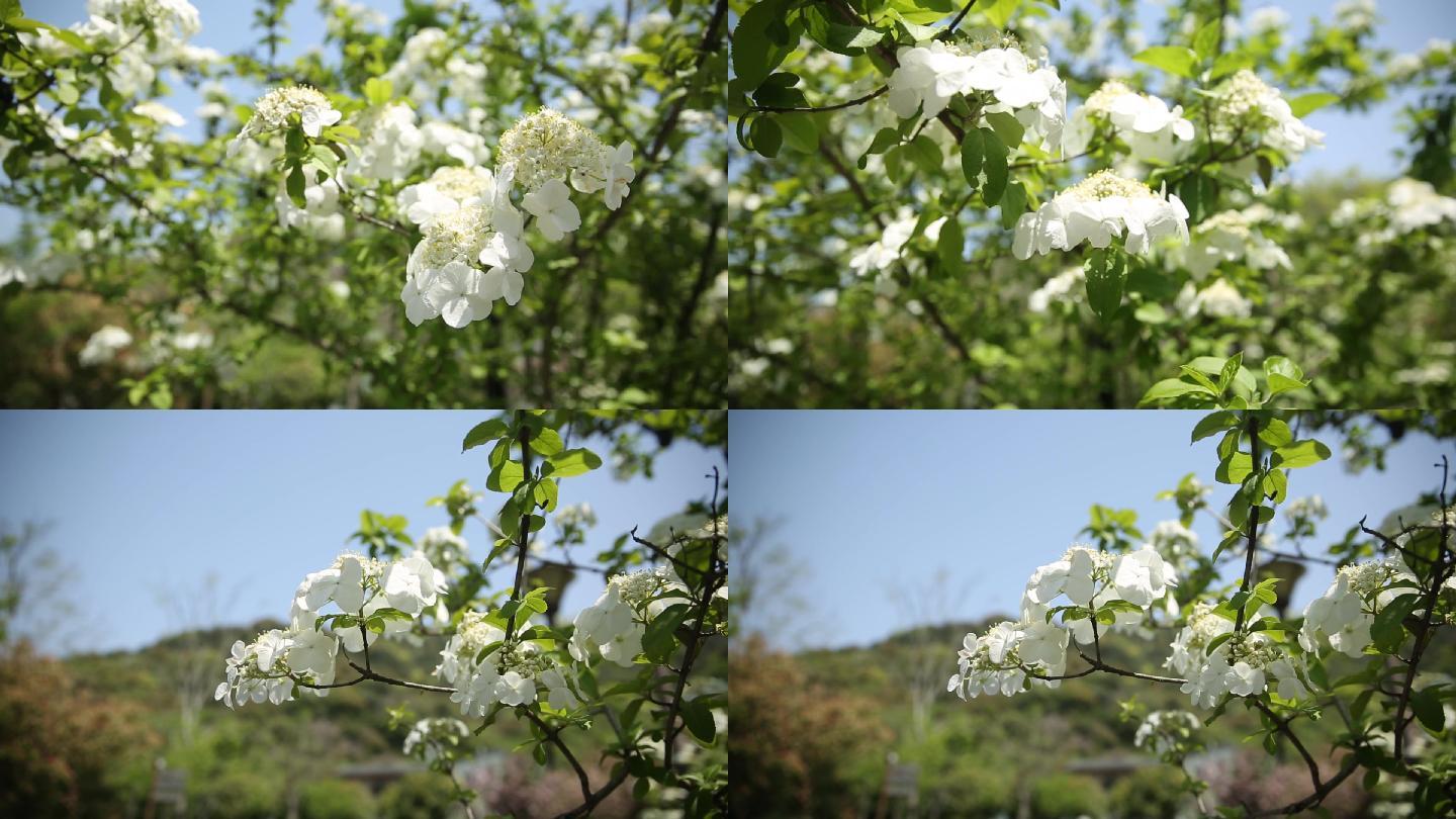 琼花 白花