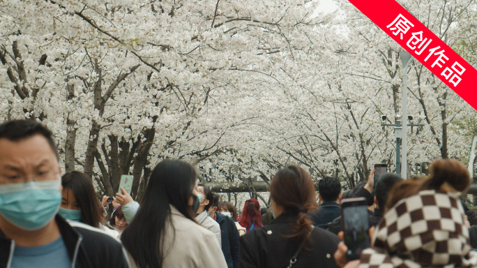 【原创】 樱花公园 疫情复工 疫情过后