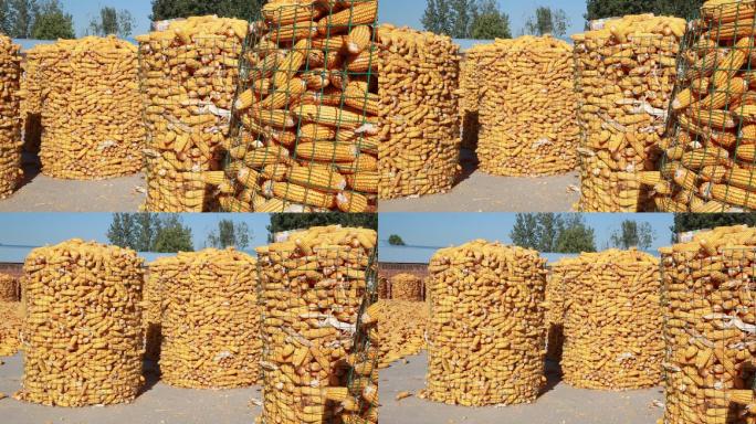 玉米囤成熟玉米