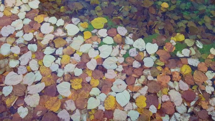 漂浮在水面上的秋叶