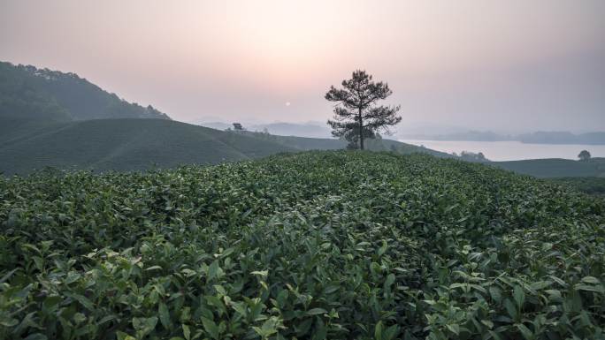 4K河南信阳南湾湖茶山日出延时