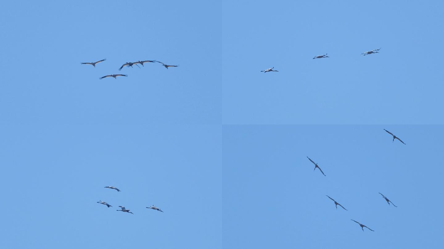 升格素材蓝天上翱翔的的白鹤