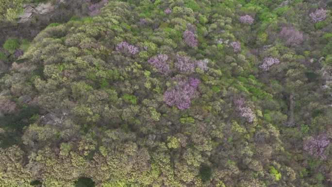 大岔沟口秦岭紫荆花航拍素材秦岭春天风光