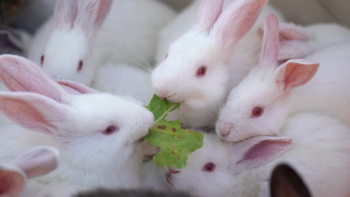 喂食一群小兔子