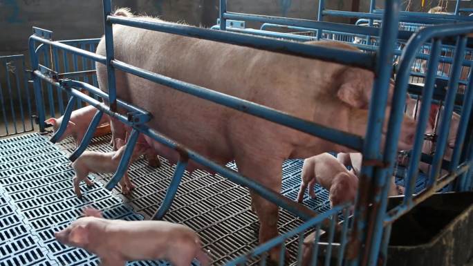 猪养殖 农户养猪场 猪哺乳 小猪 农村