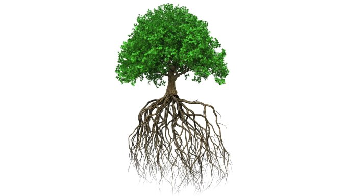 一棵长着根的彩色树的动画