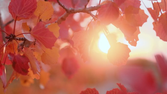 【原创4k】新疆白沙湖景区红叶林