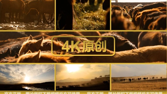 新疆 八月 草原牧场 草场马群