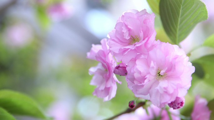 花丛 花开开花 春天 唯美