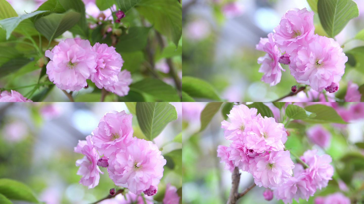 花丛 花开开花 春天 唯美