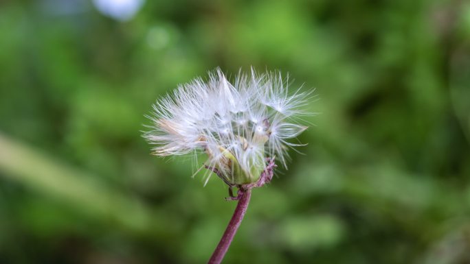 蒲公英头状花序微距延时