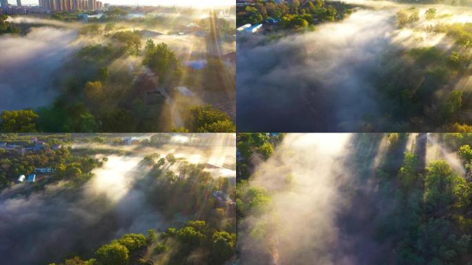 云雾撒入树林