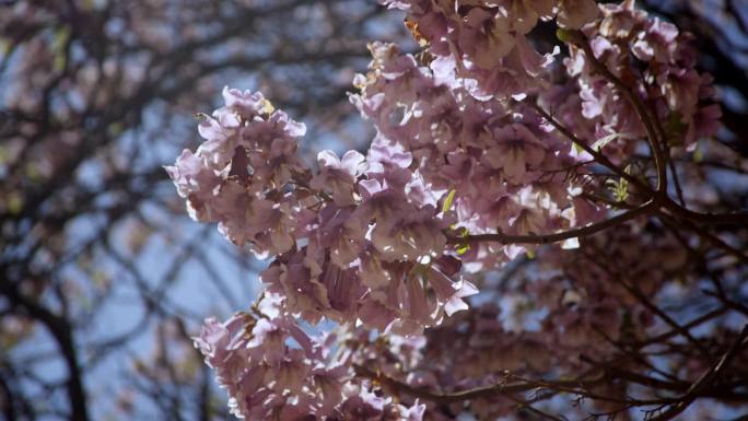 春天阳光下盛开的紫色泡桐花