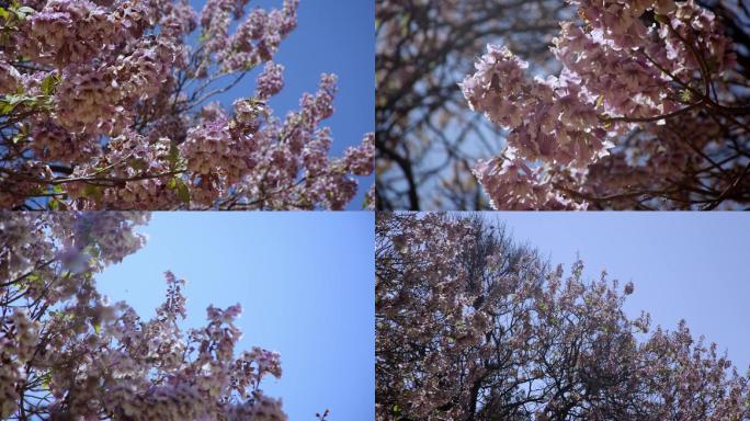 春天阳光下盛开的紫色泡桐花
