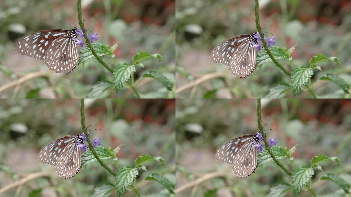 美丽的蓝虎蝴蝶
