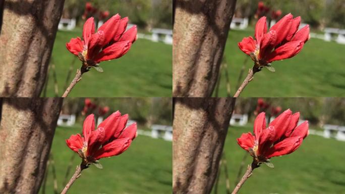 风中摇曳的红梅春天含苞待放的美丽小红花