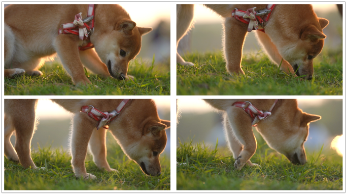 日本柴犬