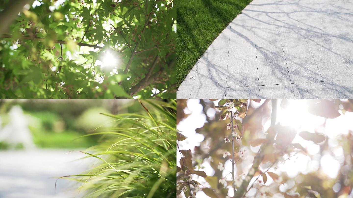 自然风景 夏天阳光树叶唯美空镜头意境植物