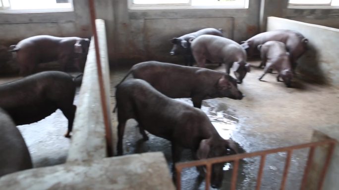 猪养殖 粗放型养猪场农户养猪场农村养猪场