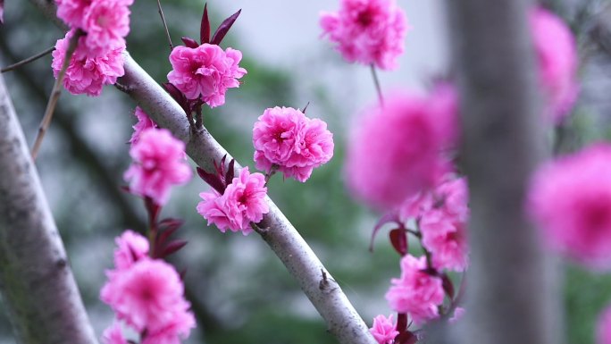 花 摇曳 春暖花开 樱花 唯美清新 花朵