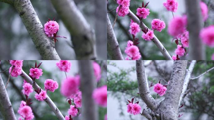 花 摇曳 春暖花开 樱花 唯美清新 花朵