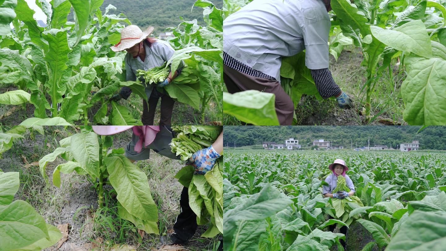 烟农在地里采收烟叶