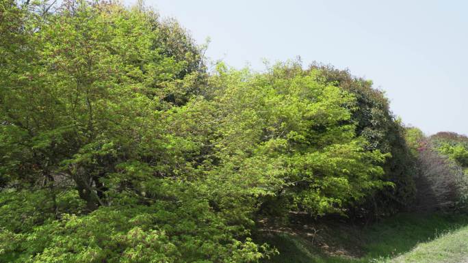 春天槭树五角枫