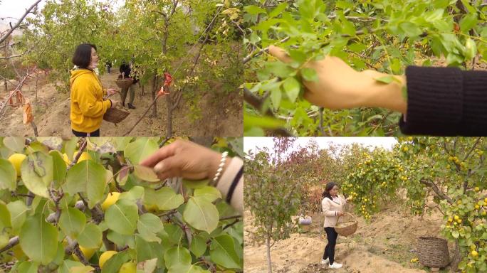 市民游客在果园采摘枣梨水果