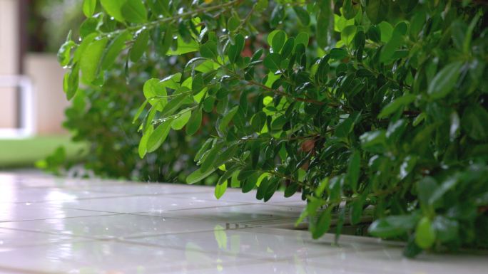 城市建筑浇水下雨绿植