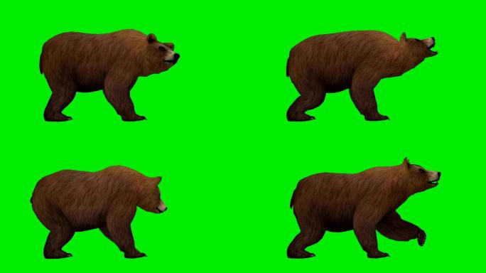 棕熊抠像通道可爱动漫