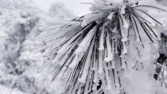 雾松树叶积雪积霜HDR特写