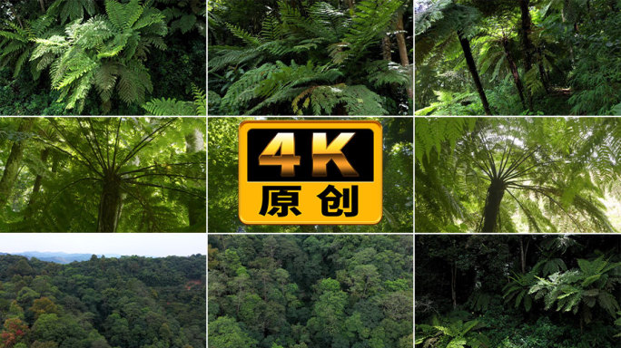 桫椤原始森林4k素材