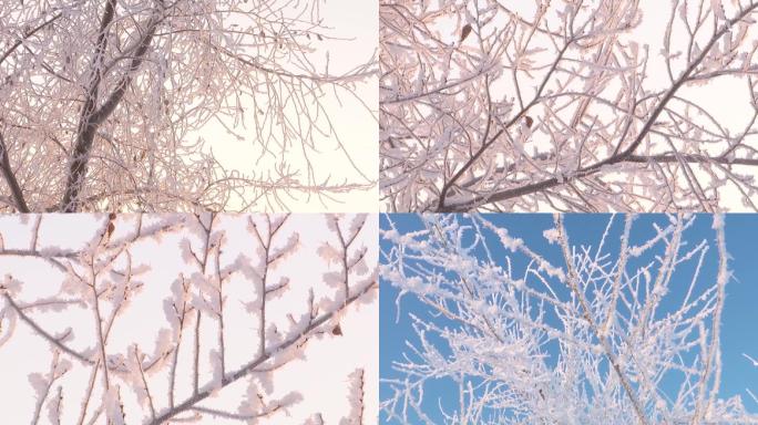 冬天晶莹剔透的树挂美景冬季旅游摄影