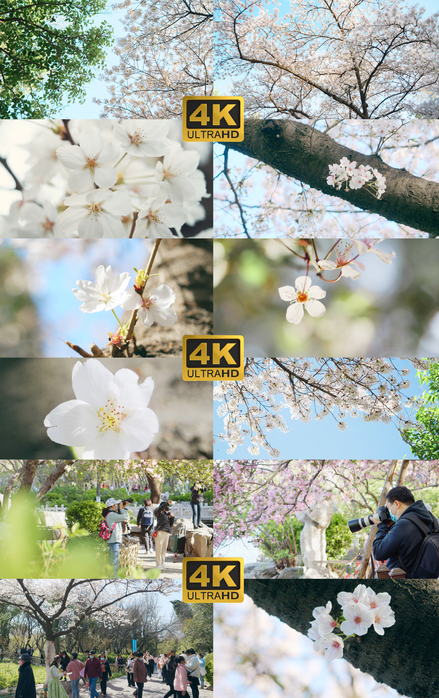 樱花春天花朵赏花东京樱花公园花园百花盛开