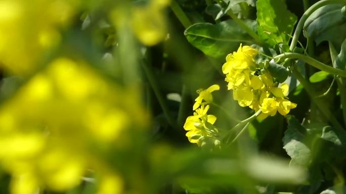 油菜花 蜜蜂采蜜 春天的气息