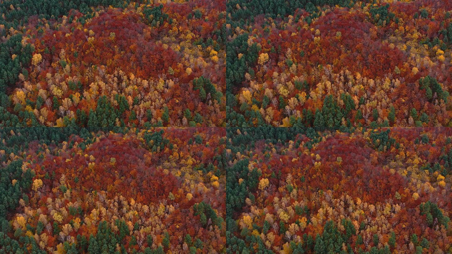 秋季多色森林鸟瞰图