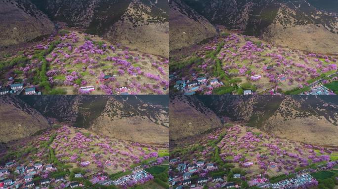 西藏风光视频林芝桃花节开满粉红桃花山坡