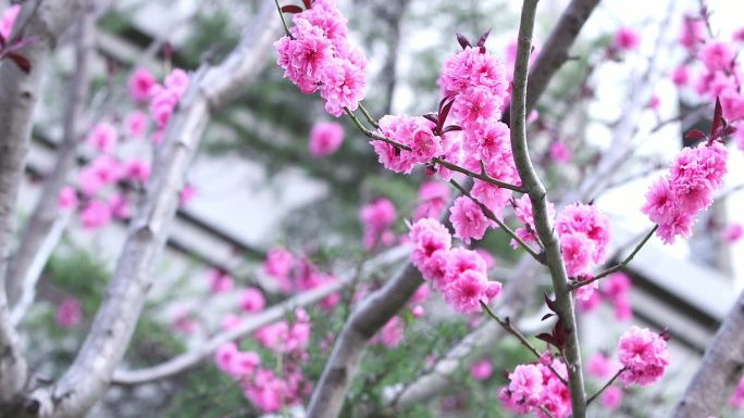 春天 花朵 海棠花树 开花 花瓣 落花