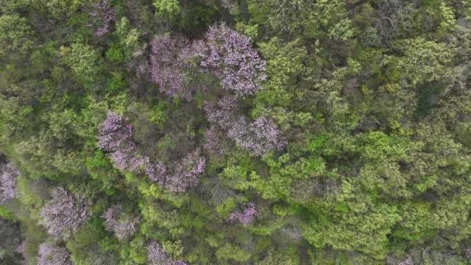 大岔沟口秦岭紫荆花航拍素材秦岭春天风光