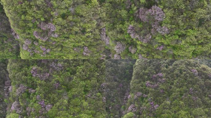 大岔沟口秦岭紫荆花航拍素材秦岭春天风光