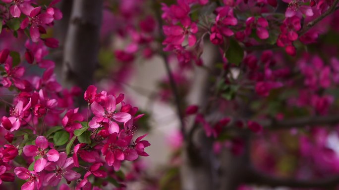 绽放 花开 樱花 唯美 百花齐放 花丛