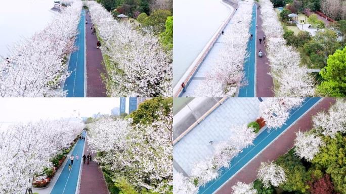 杭州滨江春天樱花瓣开花航拍