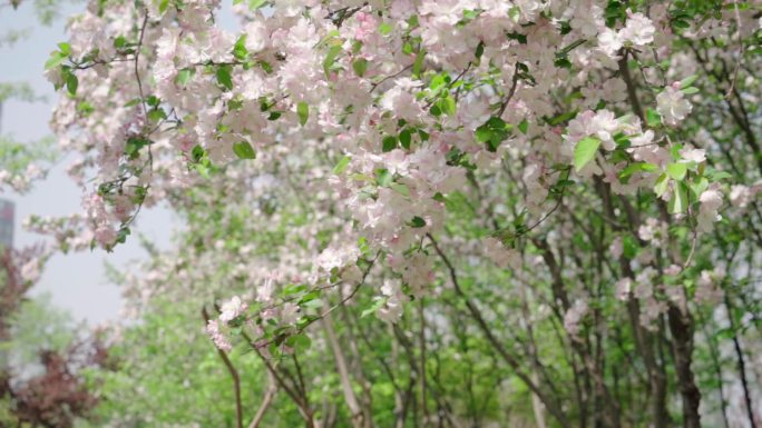 春暖花开海棠道路景观美春天的花