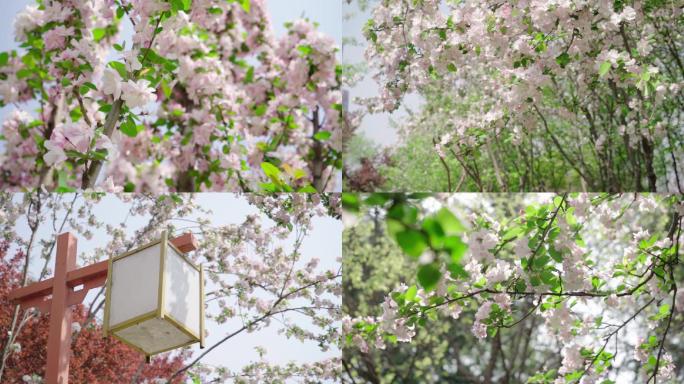 春暖花开海棠道路景观美春天的花
